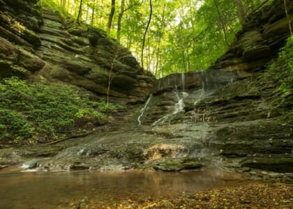 Tennessee State Forests- A Perilous Future