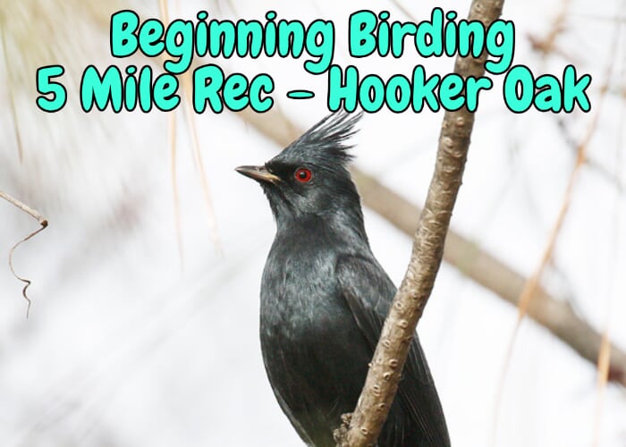 Beginning Birding - 5-Mile Recreation Area to Hooker Oak Park