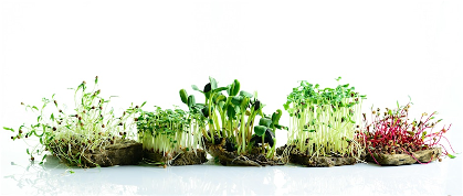 Tiny Greens, Big Impact: Microgreens 101