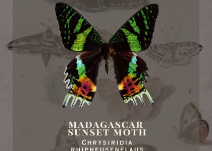 Entomology Workshop: Madagascar Sunset Moth