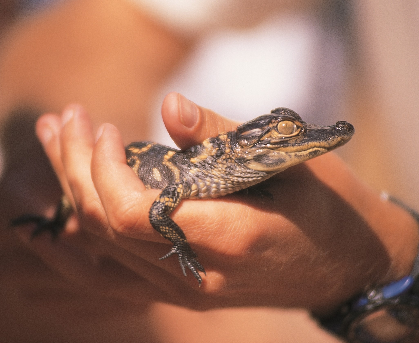 Art Animals - Alligators
