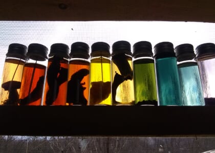 LECTURE ON THE LAWN: Mushroom Dyes 101