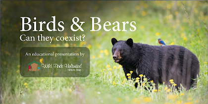 Birds & Bears: Can They Coexist?