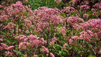 Beginning Botany - Learn the Plant Families Every Virginian Should Know!
