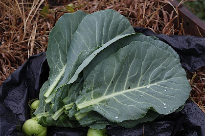 Grow with Us- Fall Vegetable Gardening