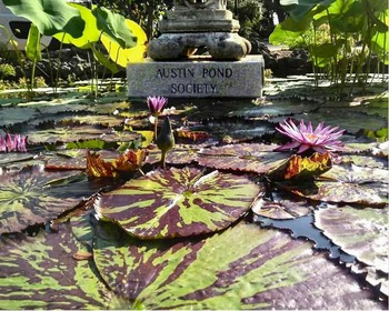Austin Pond Society Sponsor Night Show-and-Tell