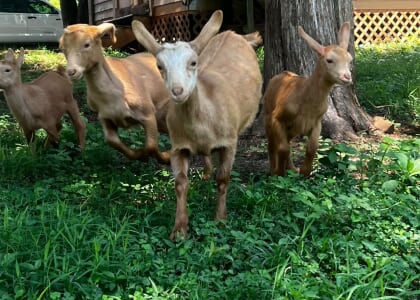 Thursday's at the Farm, Twin Creeks Lavender - Yoga, Baby Goats, Massages