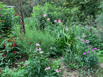 For the Love of Gardening -With a Richland County Master Gardener talking about Plant Propagation!