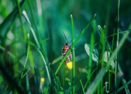 By the Light of the Fireflies
