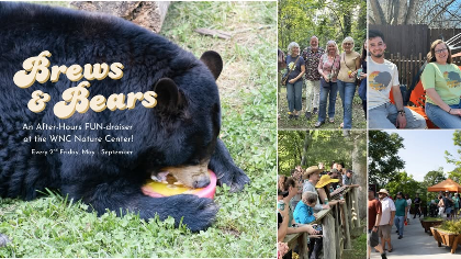 Brews & Bears
