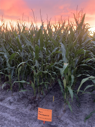 2026 Regional Corn Field Day
