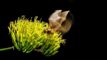 The Power of Bat Conservation