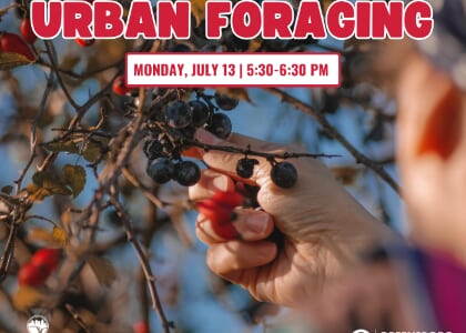 Urban Foraging