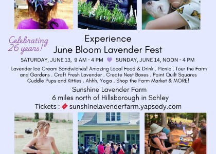 June Bloom Lavender Festival at Sunshine Lavender Farm