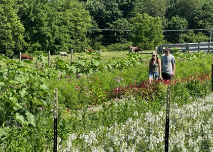 Summer Solstice at Ashbourne Farms