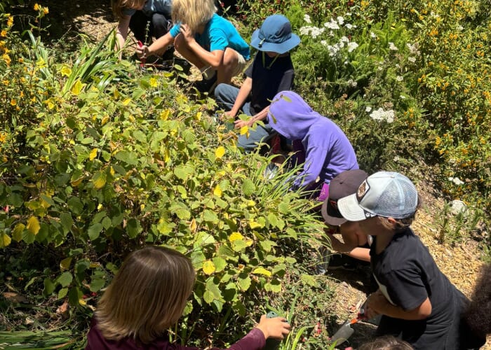 Beginning Botany Summer Camp