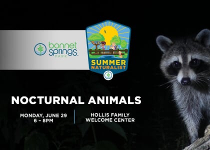 Evening Summer Naturalist