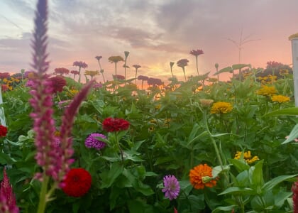 You-Pick Flower Garden