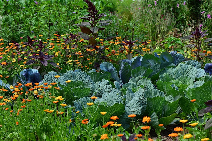 Think Green Thursday: Fall Vegetables