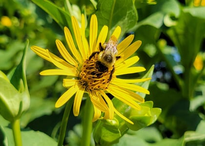 Great Southeast Pollinator Census