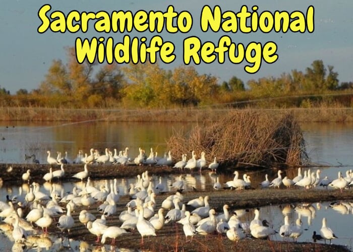 Sacramento National Wildlife Refuge