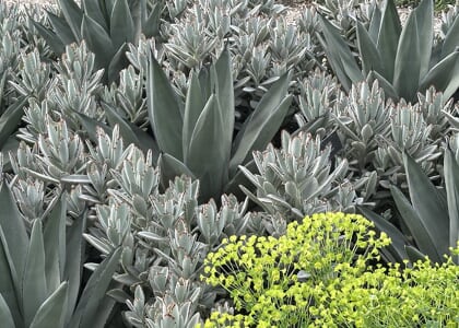50 Brilliant Plant Combinations with Bryce Lane