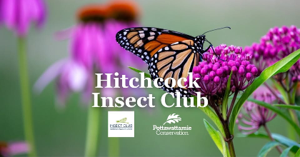 Hitchcock Insect Club | How We Can Become Insect Ambassadors with Louise Lynch-O'Brien