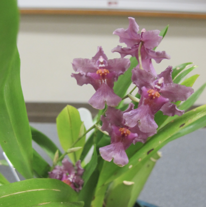 Beautiful Flowering Oncidiums: Meet the Dancing Ladies