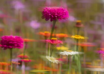Photography Walk: "Creative Garden Photography Techniques with the iPhone "