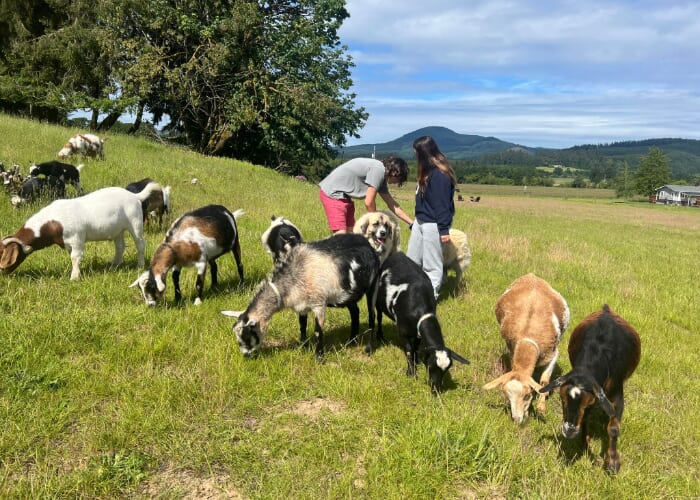 Flyer or photo for Private Goat Happy Hour Experience (2 Person Minumum)