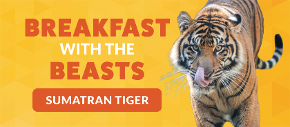 Breakfast with the Beasts: Sumatran Tiger