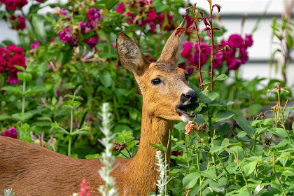 Deer Management in the Landscape