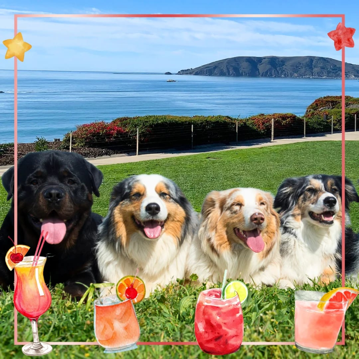 Who Let the Dogs Out Party!