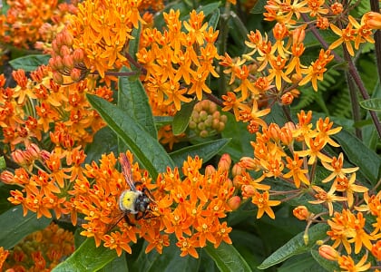 Downtown Asheville Plant Clinic