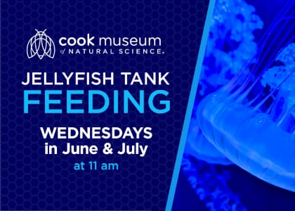 Jellyfish Tank Feeding