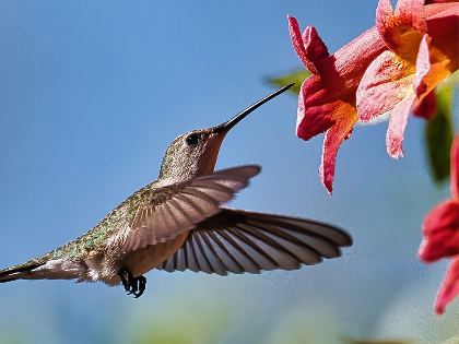Virtual Gardening for Wildlife Series