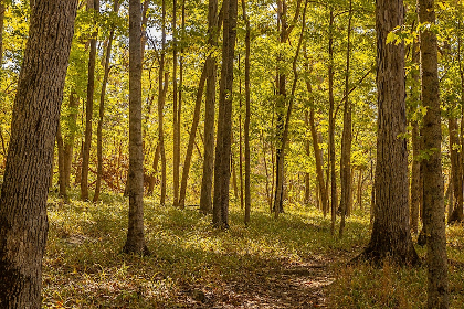 The Natural Word: Nature Journaling