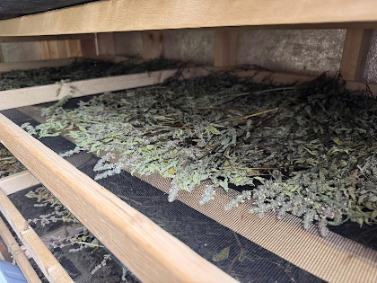 Aerial and Tea Grade Medicinal Herbs - Harvest and Post Harvest Handling