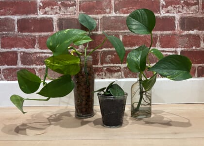 Intro to Plant Propagation Workshop