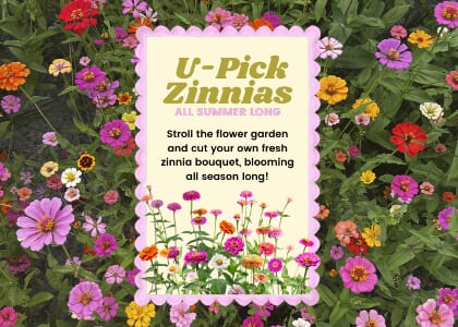 U-Pick Zinnias