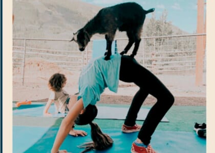 Goat Yoga