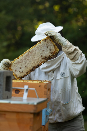 Cultural Pass - Honeybee Demonstration Day