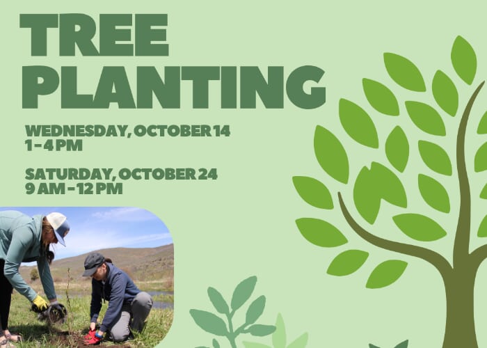 Tree Planting