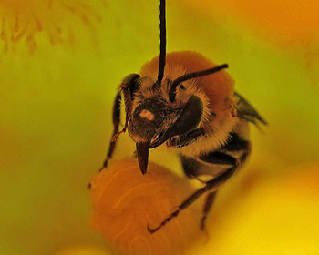 Bee-O-Diversity: Meet Austin's Native Bees