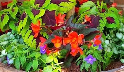 Reese's Farm Fresh Mixed Pot Workshop