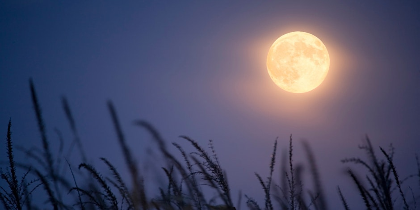 Reflection & Adjustment with Mellie Moon Medium
