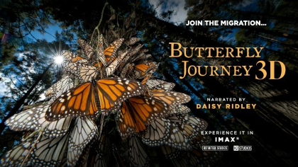 Butterfly Journey 3D - Pollinator Week in IMAX!
