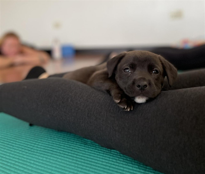 Rescue Puppy Yoga