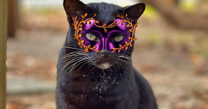 Howl-o-ween Trunk or Treat and Tours