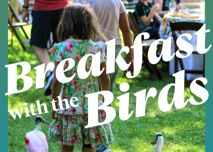 Breakfast with the Birds